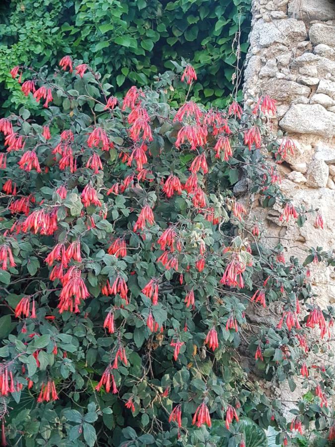 Flowery Tropea Apartment Экстерьер фото